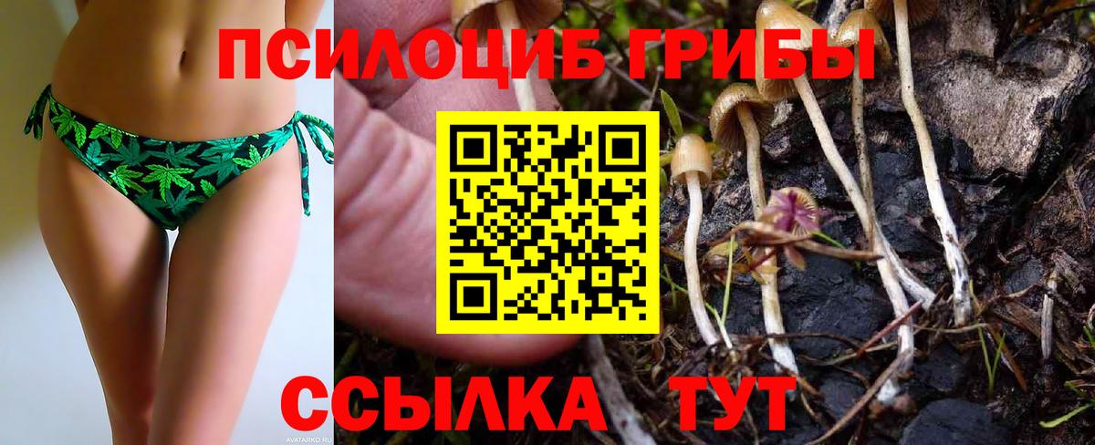Псилоцибиновые грибы Cubensis Ковров